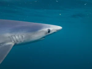 Blue Shark head