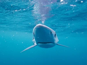 Blue Shark snout