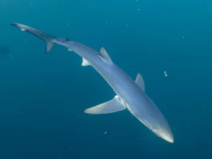 Blue Shark head