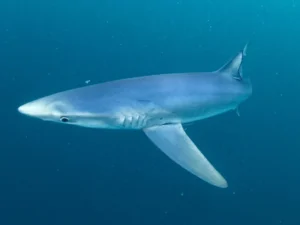 Blue Shark with gills visible