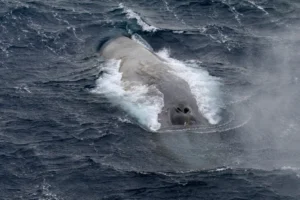 Blue Whale diving into the water 0