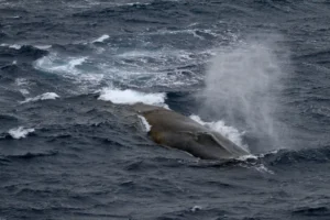 Blue Whale diving into the water 3