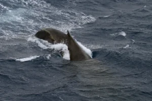Blue Whale diving into the water