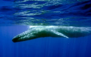 Blue whale near the surface of the water