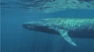 Blue whale under the surface of the water
