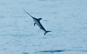 Broadbill Swordfish