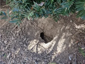 Brown Rat burrow