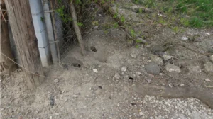 Brown Rat burrow holes