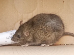 Brown Rat in a brown box