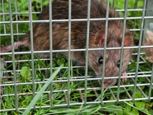 Brown Rat in a cage 0