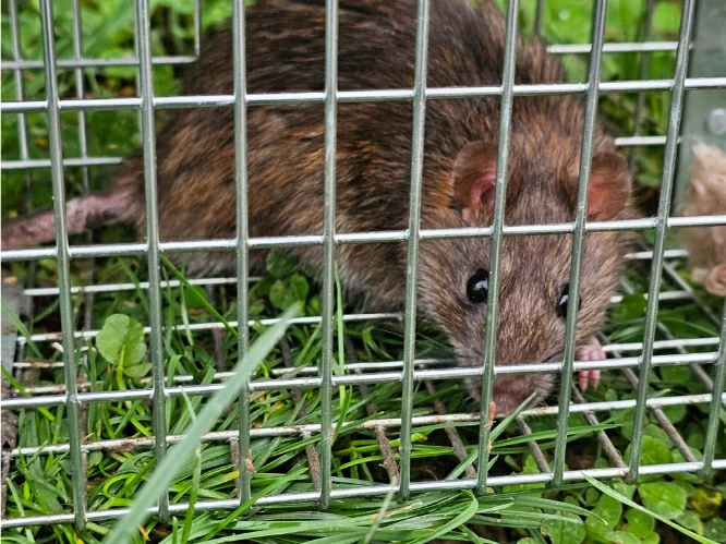 Brown Rat in a cage 0