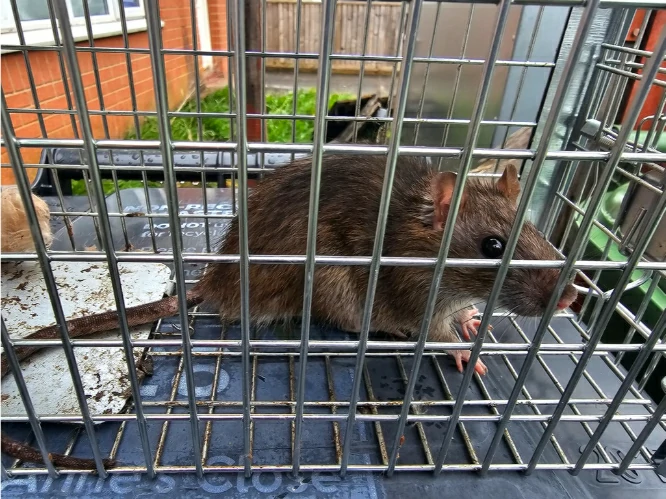 Brown Rat in a cage
