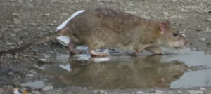 Brown Rat in a puddle of water