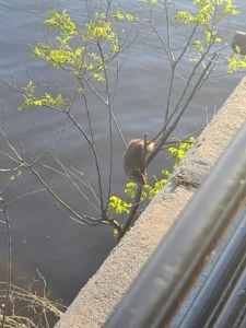 Brown Rat in a tree next to a wall 0
