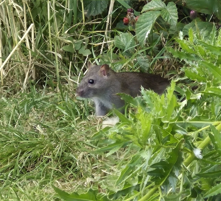 Brown Rat in green vegetation