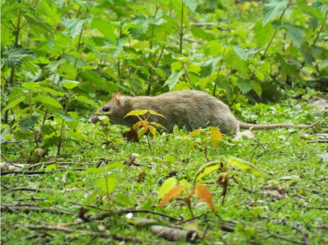 Brown Rat in lush vegetation