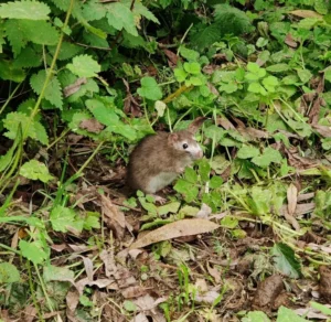Brown Rat in vegetation 0