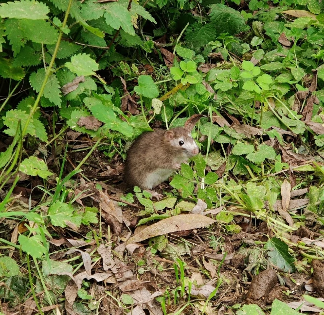 Brown Rat in vegetation 0