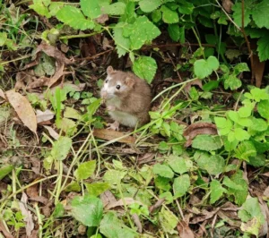 Brown Rat in vegetation
