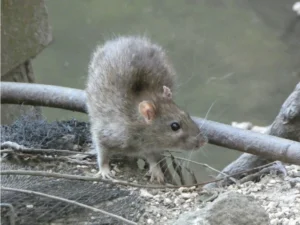 Brown Rat jumping over a railing 0