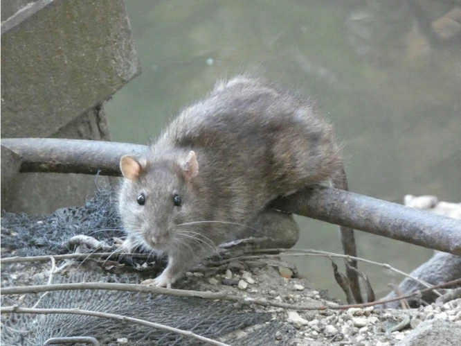 Brown Rat jumping over a railing