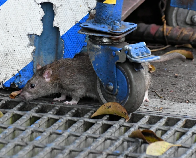 Brown Rat next to a drain