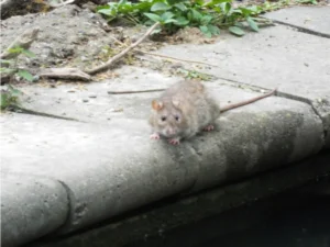 Brown Rat next to a pond