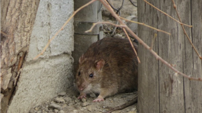 Brown Rat next to a wall