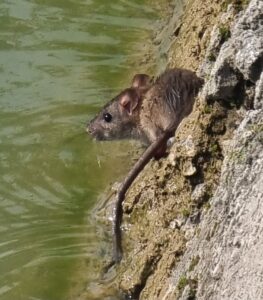 Brown Rat next to water