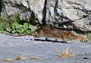Brown Rat on a gray rock 0