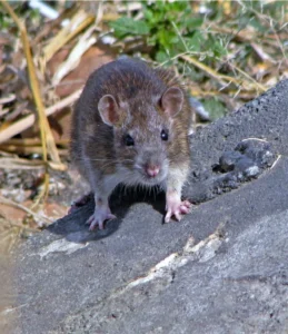 Brown Rat on a gray rock