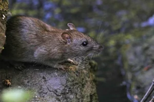 Brown Rat on a high rock