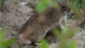 Brown Rat on a rock in vegetation 0