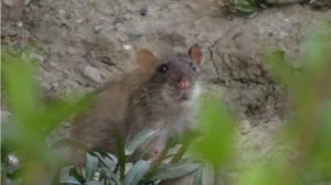 Brown Rat on a rock in vegetation 1
