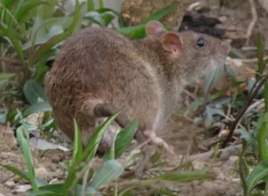 Brown Rat on a rock in vegetation