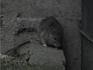 Brown Rat on a wall next to the door