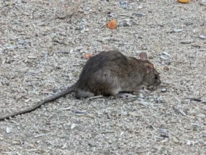 Brown Rat on gravel