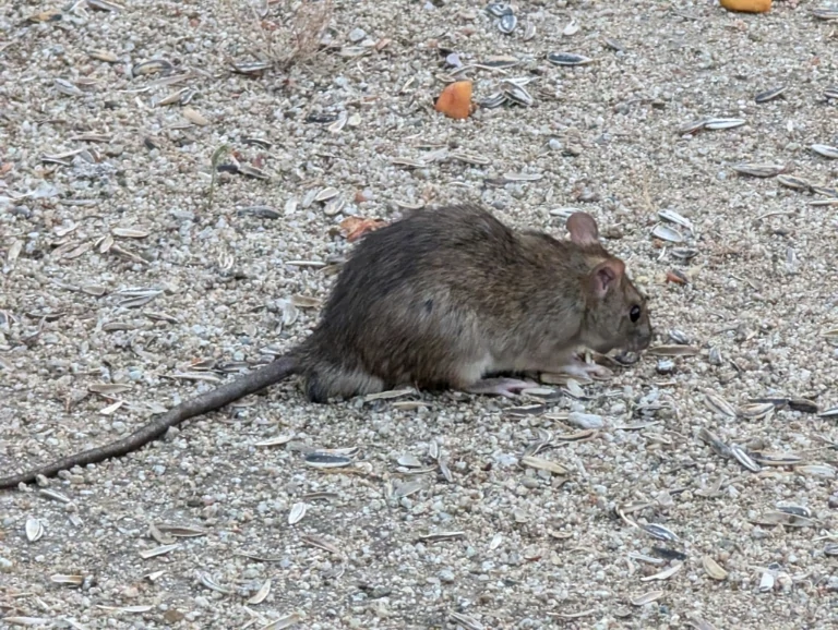 Brown Rat on gravel