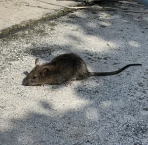 Brown Rat on rocky soil 0