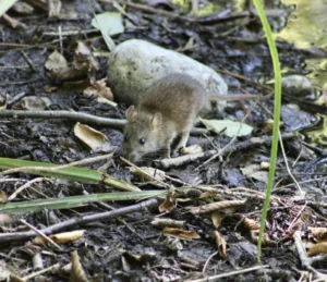 Brown Rat on the forest floor