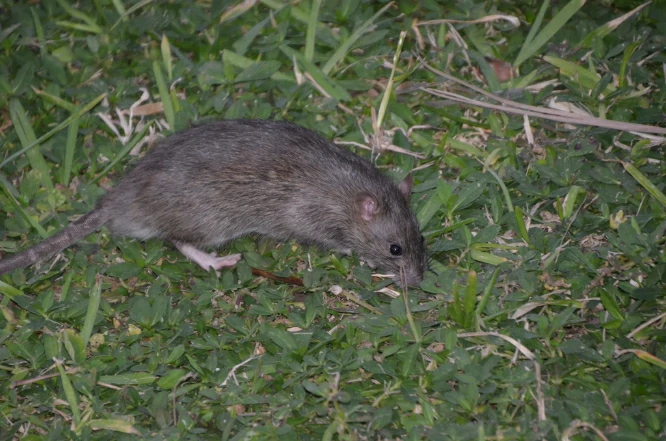 Brown Rat on the grass