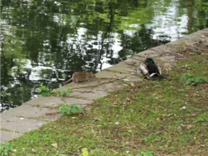 Brown Rat on the ground next to a pond
