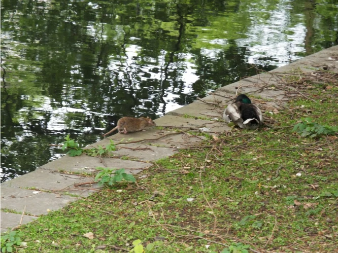 Brown Rat on the ground next to a pond