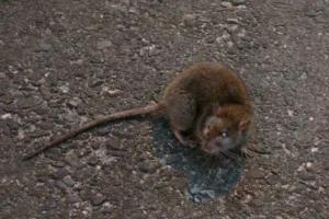 Brown Rat on the road