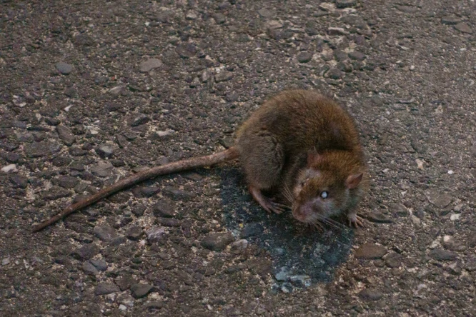 Brown Rat on the road