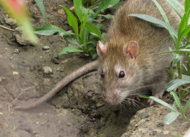 Brown Rat on wet ground
