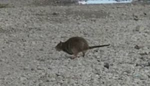 Brown Rat running 0