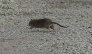 Brown Rat running