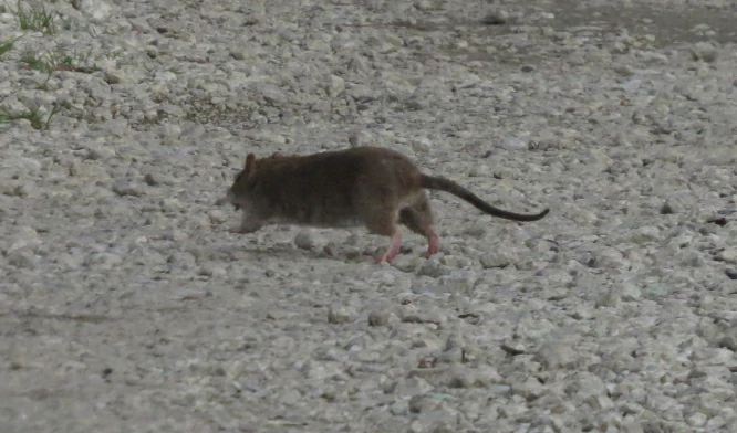 Brown Rat running