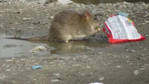 Brown Rat touching a plastic wrapper